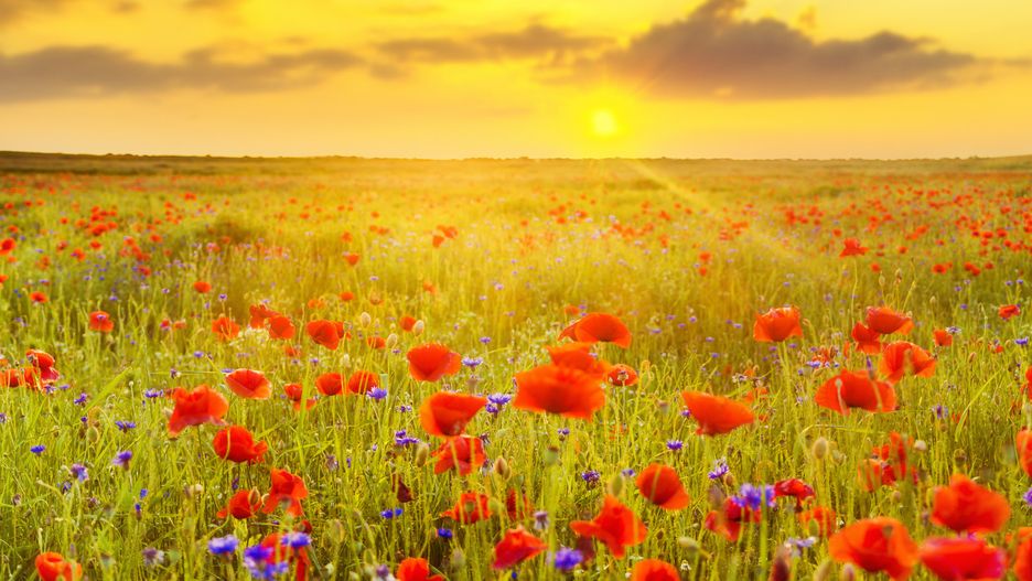 Pogoda – długoterminowa prognoza na długi weekend. Sprawdź, gdzie będzie burza i czy 15 sierpnia czeka nas słoneczna pogoda. Warszawa, Gdańsk, Kraków, Poznań i inne miasta