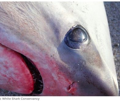 Rekordowy mróz na północy USA. Dwa rekiny aż zamarzły