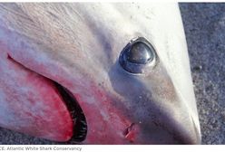 Rekordowy mróz na północy USA. Dwa rekiny aż zamarzły