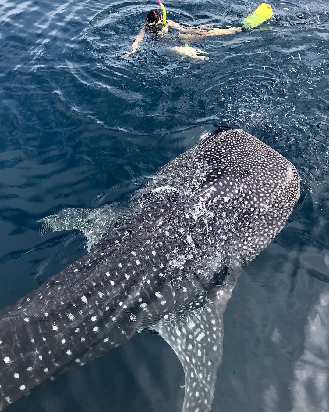 Kinga Rusin pływa z rekinami w Indonezji