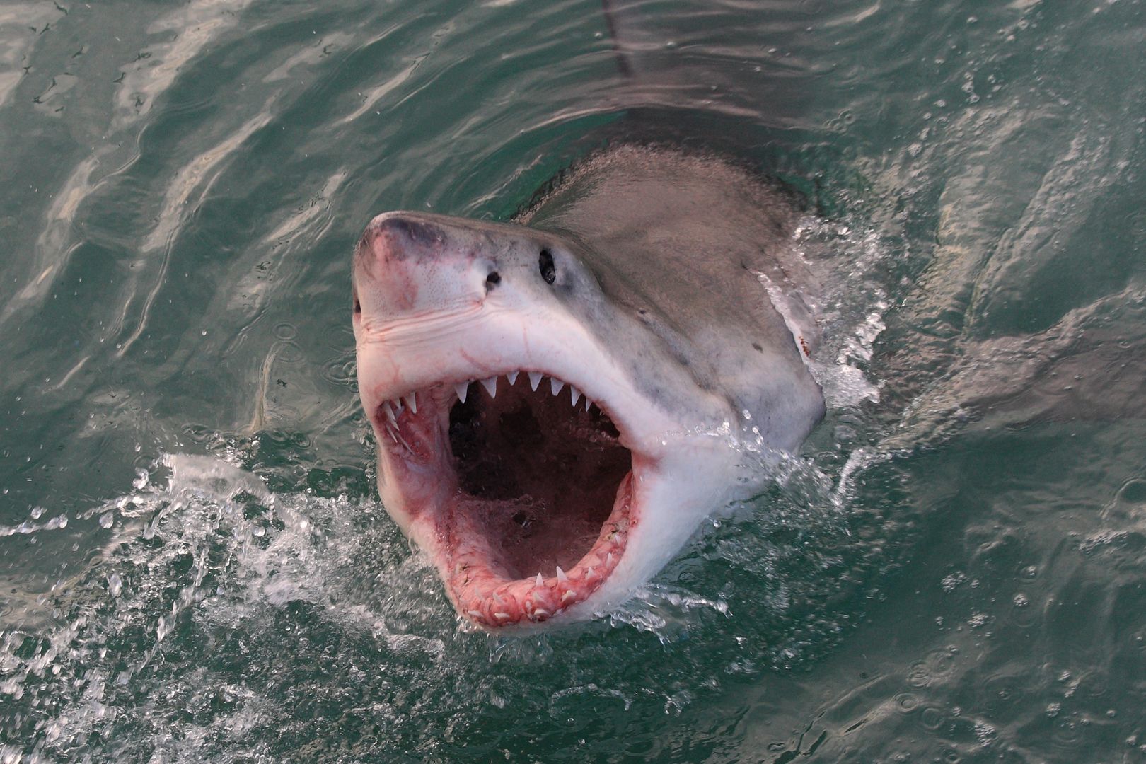 Atak rekinów na plaży na Florydzie. Ofiarami 23-latka i 21-latek 