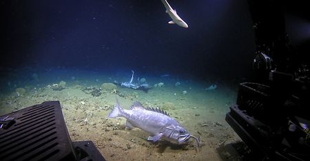 Rekin połknięty w całości. Wrakoń zaatakował znienacka w głębinach