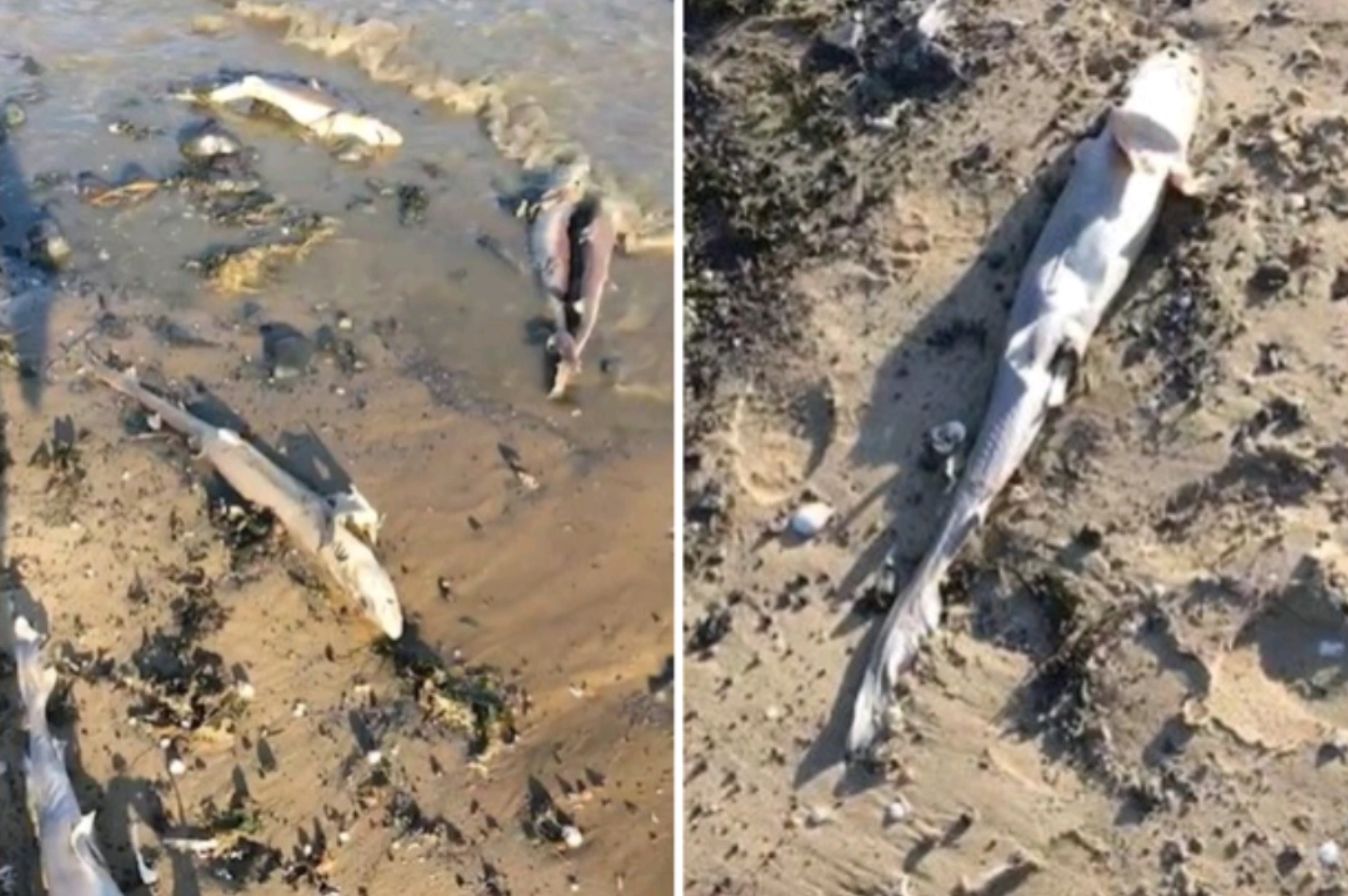 Masowe zabójstwo rekinów. 100 okaleczonych zwierząt morze wyrzuciło na plażę