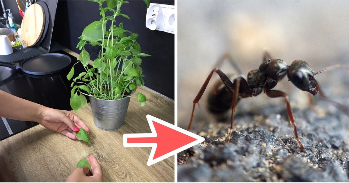 Jak pozbyć się mrówek z kuchni w szybki i łatwy sposób