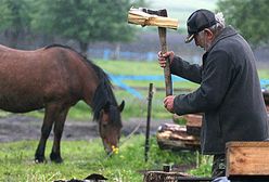 Rosja nie chce białoruskiego mleka