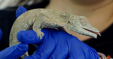 Wrocław: ZOO ma nowych mieszkańców
