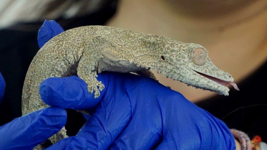 ZOO Wrocław pochwaliło się nowym mieszkańcem - to gekon Henkela.