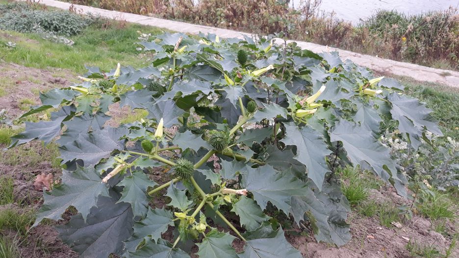 Bieluń dziędzierzawa pojawiła się w Warszawie