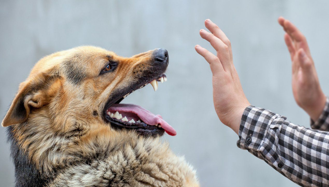 dlaczego pies gryzie właściciela, fot. Gettyimages