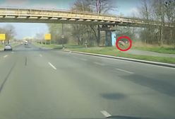 Wrocław. Jeleń staranował rozpędzonego motocyklistę