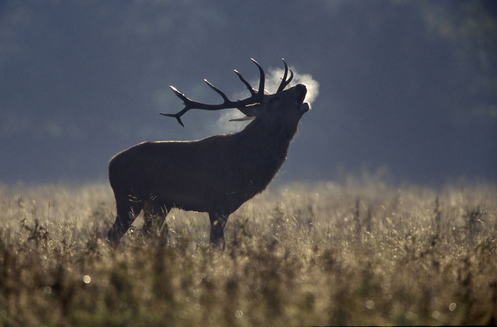 USA: Kłusownik zabił kilkaset jeleni. W więzieniu ma oglądać za karę kultową animację "Bambi"