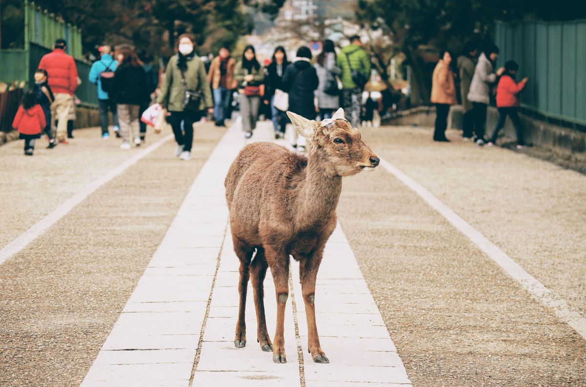 Japonia. Jelenie błąkają się po mieście Nara w poszukiwaniu pożywienia