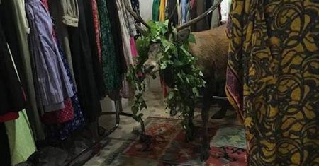 Panika w centrum handlowym. Jeleń wszedł do jednego z butików