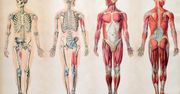 Co wiesz o ciele człowieka?