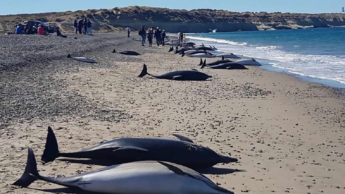 Delfiny martwe na plaży. Śmierć 163 zwierząt to zagadka