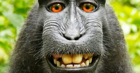 Pamiętacie fotografa, który walczył o prawa autorskie do selfie małpy? Po dwóch latach sądowej batalii udało mu się wygrać z PETA