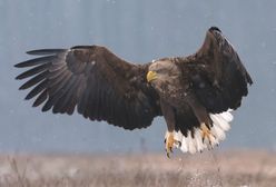 Na obszarze kilkunastu kilometrów znaleziono konające bieliki. Czy ktoś je truje?