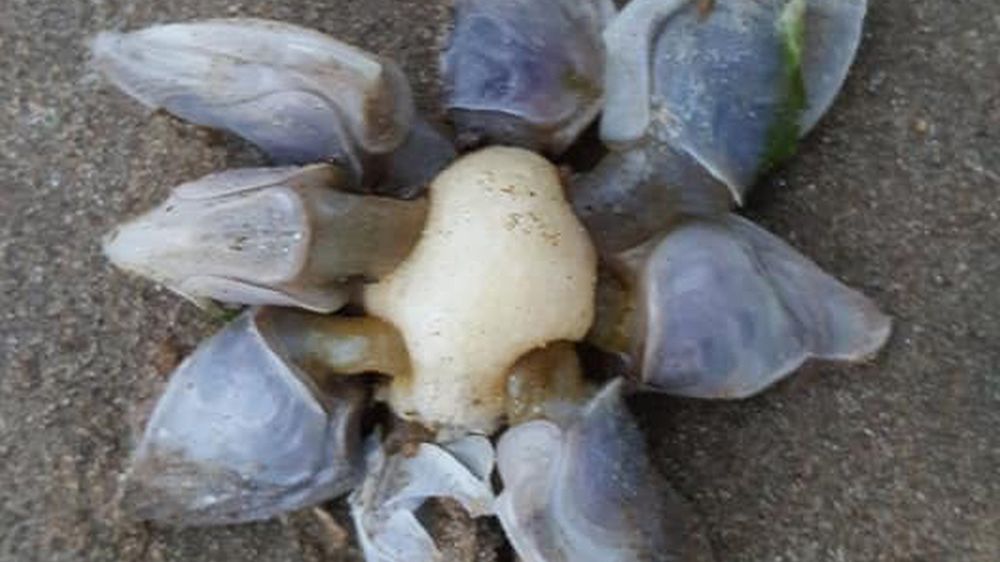 plaża wielka brytania trzonkowce dziwne stworzenia