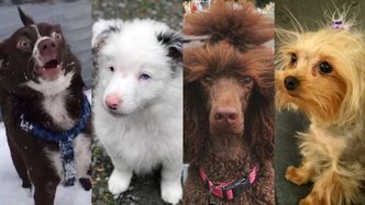 14. urodziny Pudelka: Poznajcie czworonożnych laureatów naszego psiego konkursu! (ZDJĘCIA)