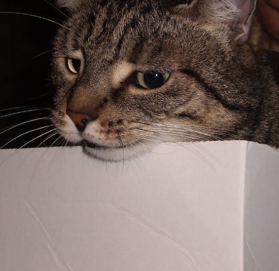 Obraz