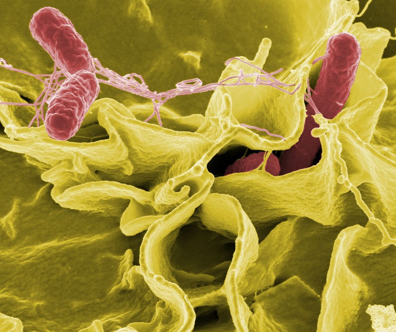 Salmonella w mleku dla niemowląt? GIS odpowiada