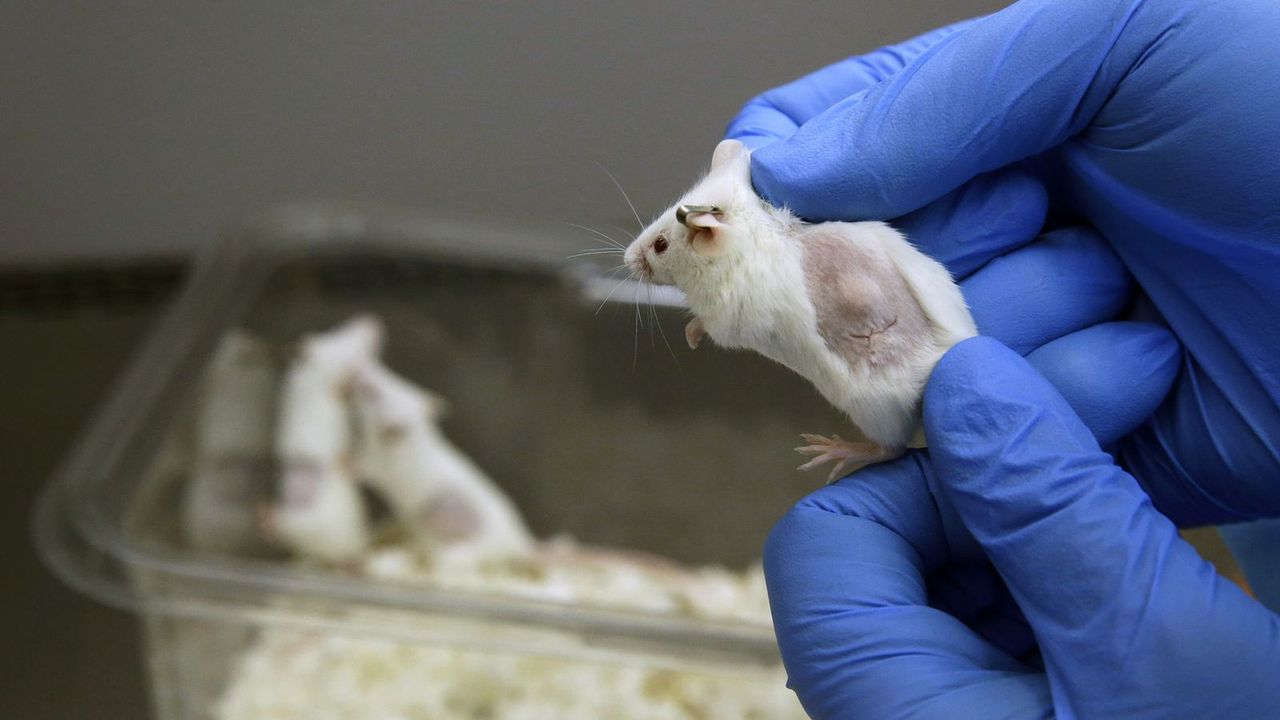 Naukowcom udało się zmodyfikować mózg myszy tak, aby żyła dłużej. Czy ludzie będą następni?