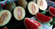 Hindusi aplikują ogórkom i melonom hormon