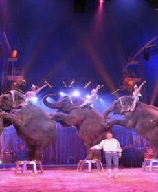 Festiwal sztuki cyrkowej