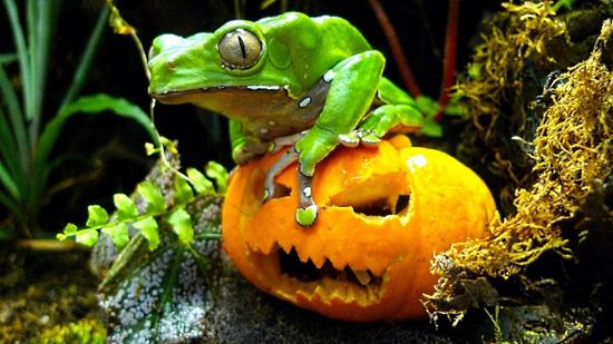 Dynia to międzynarodowy symbol Halloween