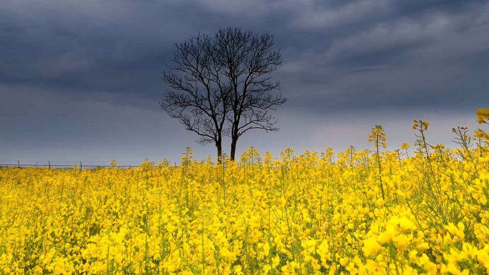 Susze odnotowano tylko w jednym województwie na uprawach rzepaku. 