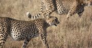 Już niedługo ich nie będzie. Gepardy na wyginięciu