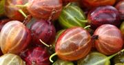 Agrest - pyszny i wyjątkowo zdrowy polski produkt
