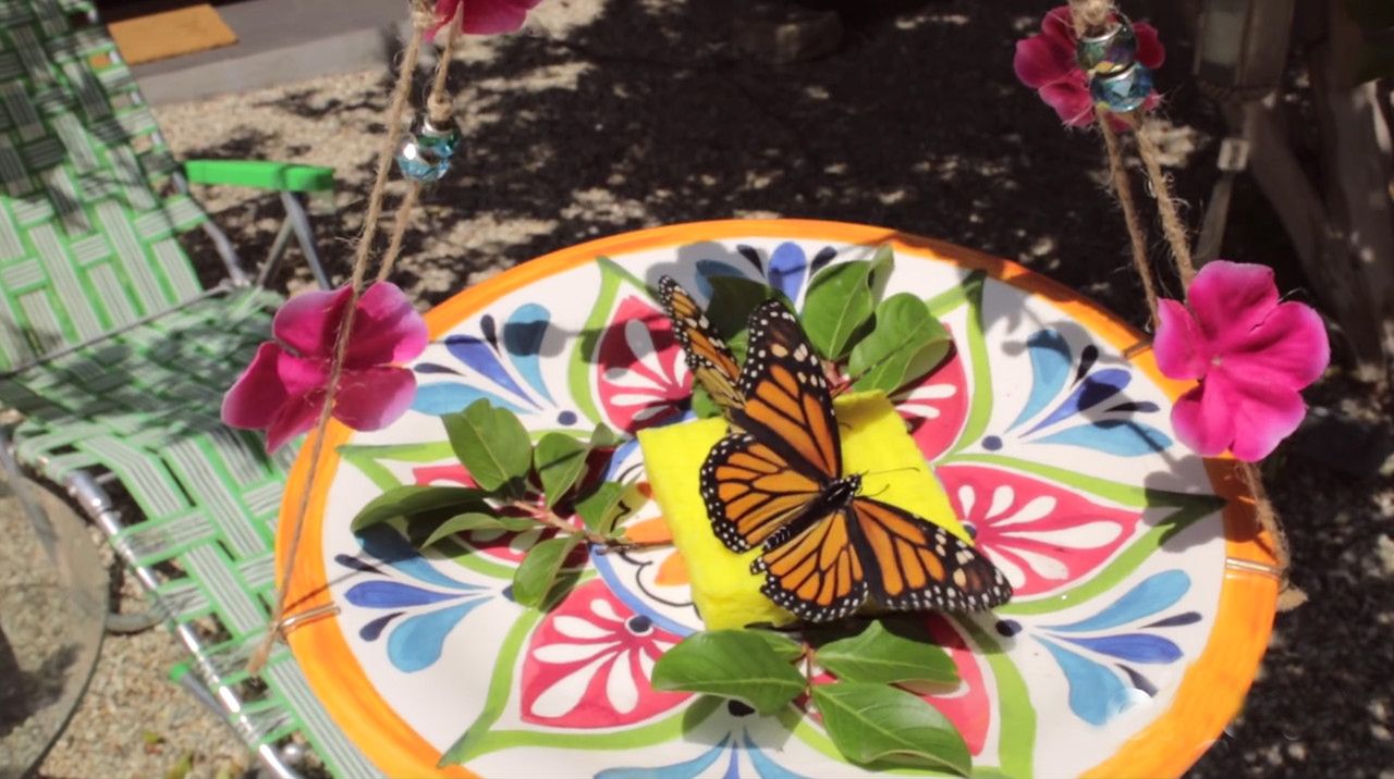 Butterflies Feeder