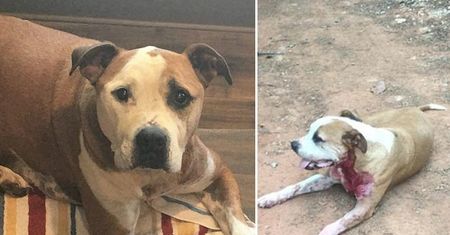 Bezpański pitbull, który ledwo przeżył atak nożownika, znalazł kochającą rodzinę