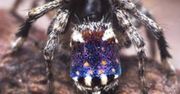 Australia. Odkryto nowe gatunki pająka. Jednego z nich nazwano na cześć obrazu van Gogha