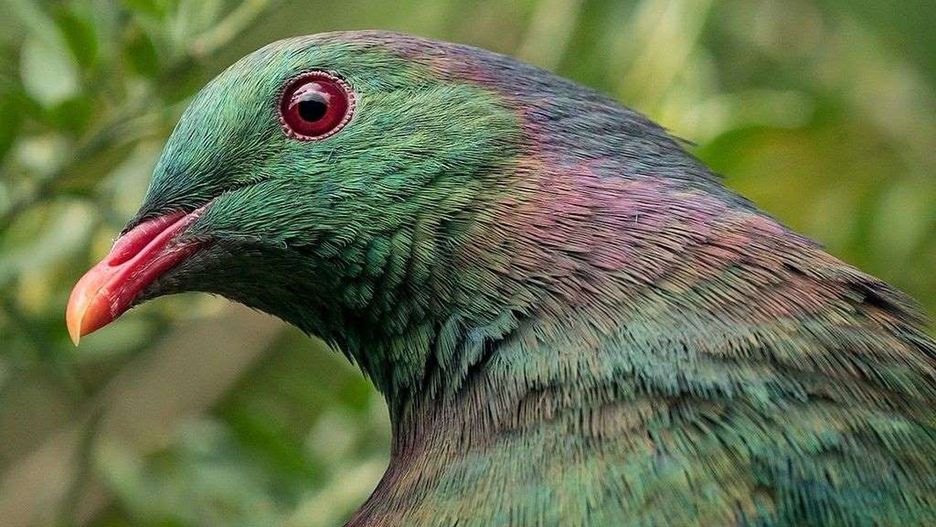 Kereru to ptak rdzennie zamieszkujący Nową Zelandię. Jest obecny w maoryskiej kulturze, w legendach i folklorze