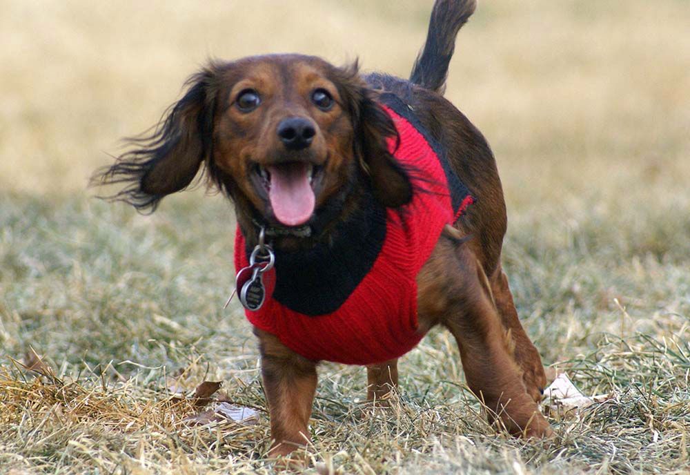 Jak ubrać psa w spodnie?