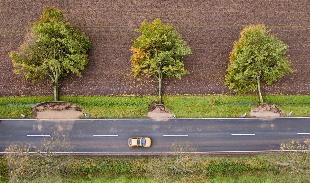 Niezwykłe ujęcie niemieckiego fotografa. Drzewa stoją czy leżą?