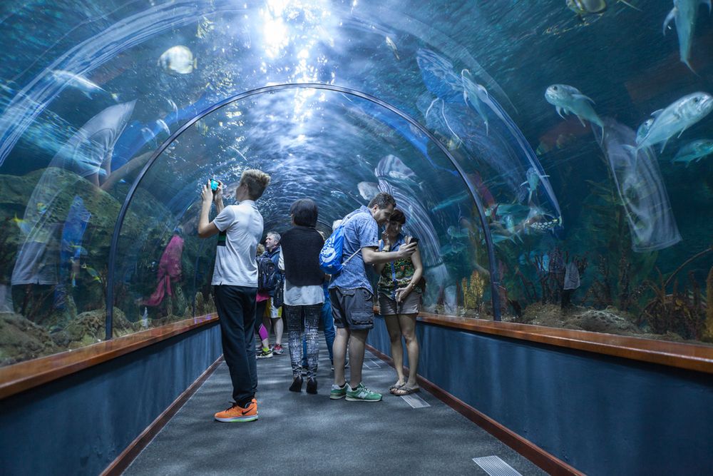 Szklane tunele z rybami to jedna z atrakcji Loro Parque 