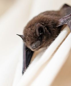 Poznań. Nietoperz pogryzł człowieka. Był zarażony wścieklizną