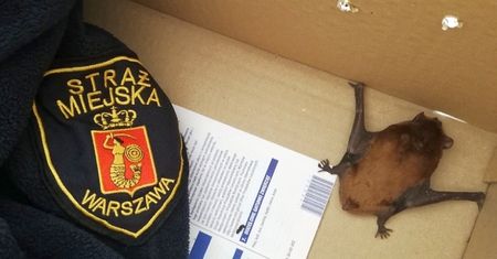 Warszawa: malutki nietoperz wleciał do piekarni przy ulicy Brackiej. Zwierzę znaleźli pracownicy lokalu