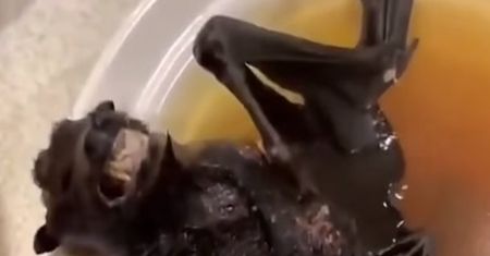 Koronawirus. Nietoperze z Chin źródłem epidemii. Naukowcy potwierdzają