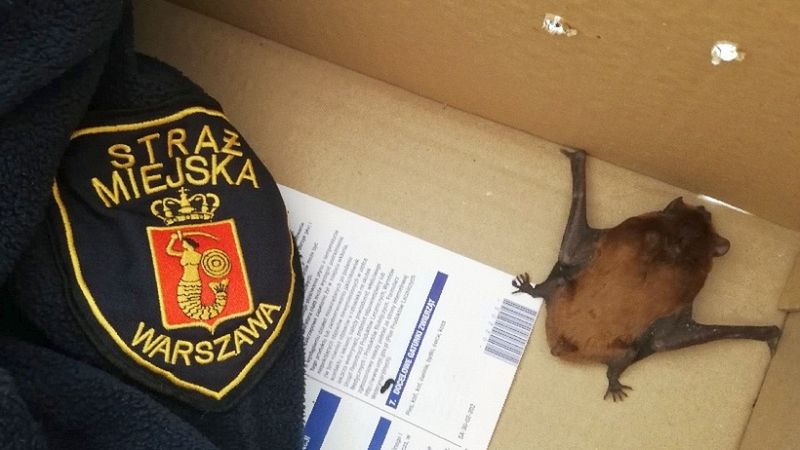 Warszawa: malutki nietoperz wleciał do piekarni przy ulicy Brackiej. Zwierzę znaleźli pracownicy lokalu