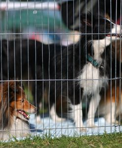 Pseudohodowle nadal bezkarne. "Ustawa o ochronie zwierząt zrobiła więcej złego niż dobrego"