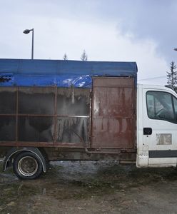 Dwaj Rumuni zamęczyli konia na śmierć. Usłyszeli zarzuty