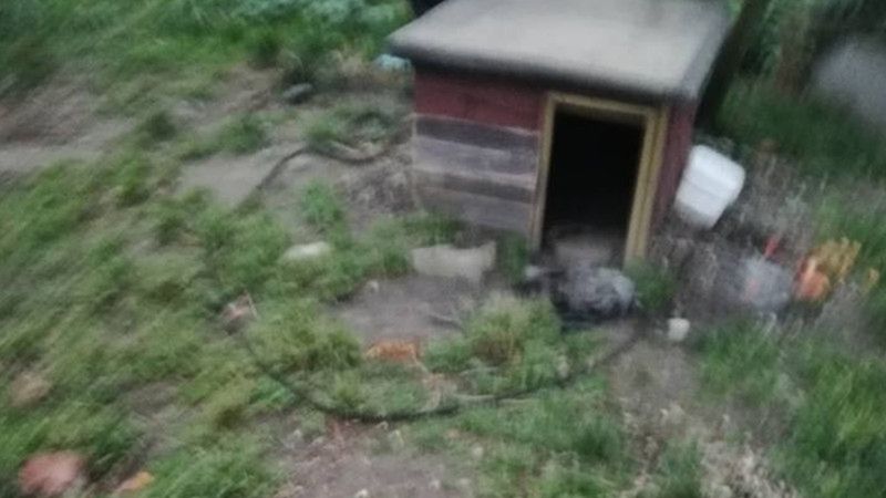 Właściciel źle traktował czworonoga