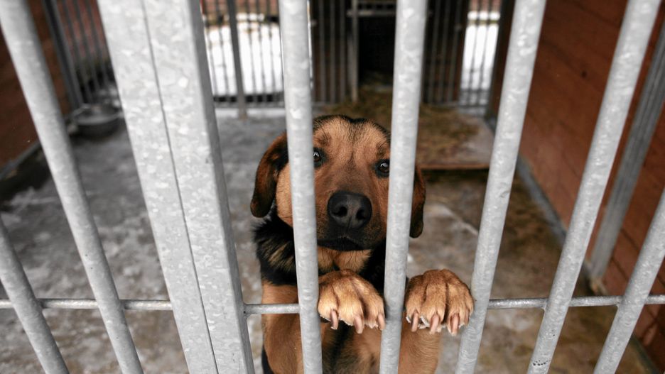 Kraków. Schronisko dla bezdomnych zwierząt przy ul. Rybnej