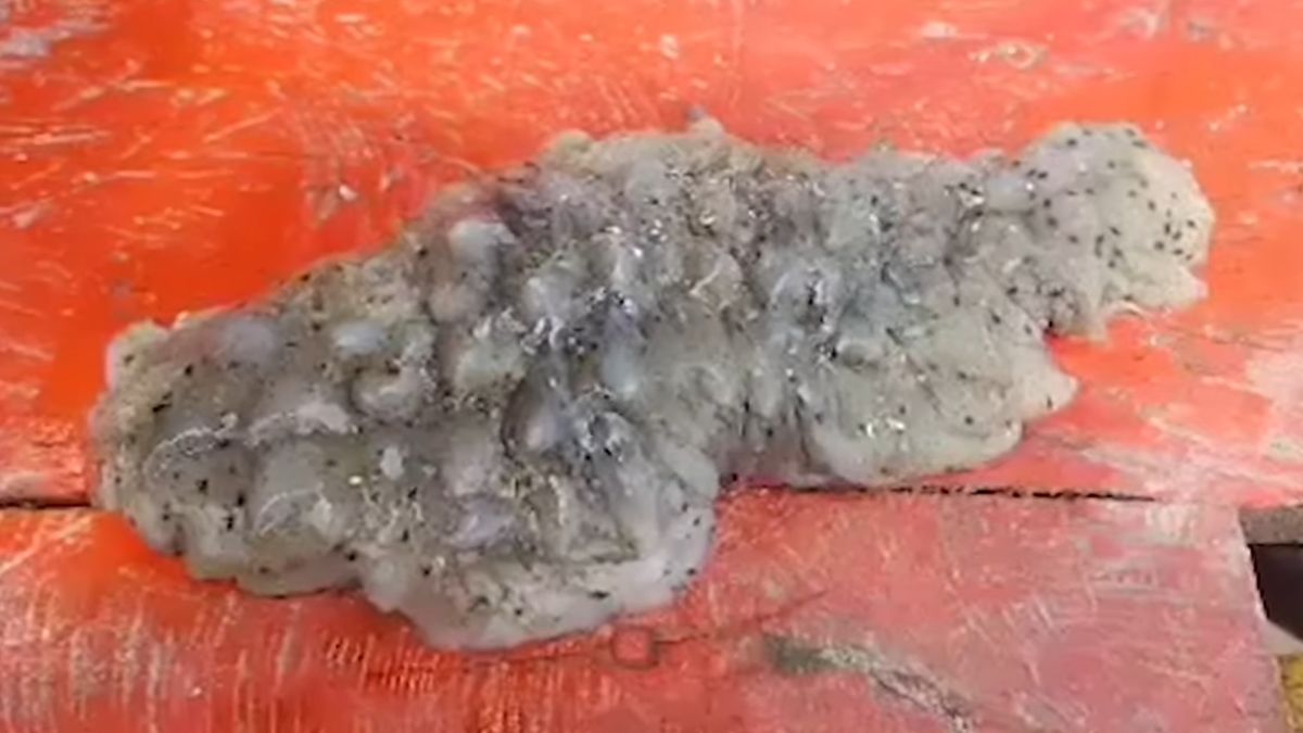 tajlandia ocean zwierzę rybak