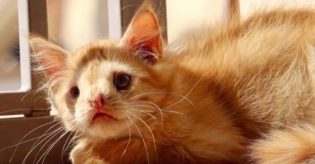 Był za brzydki na adopcję. Zdeformowany kotek wreszcie znalazł dom