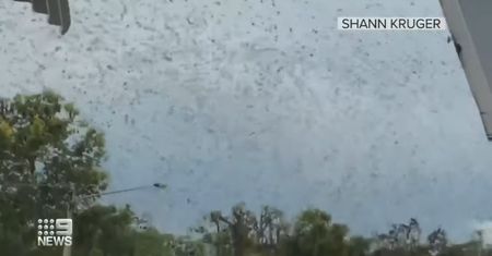 Inwazja nietoperzy w Australii. "Biblijna plaga"